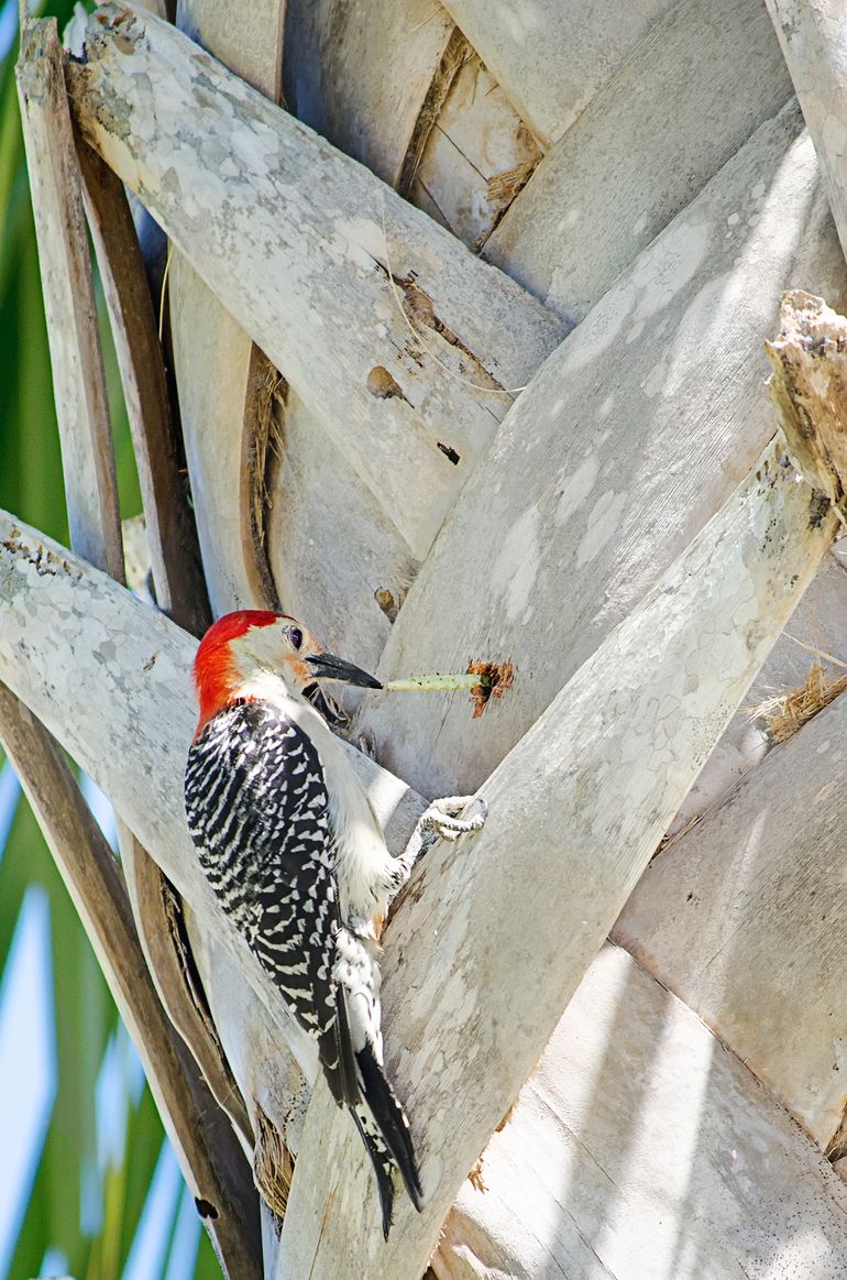 Red Bellied Woodpecker - again