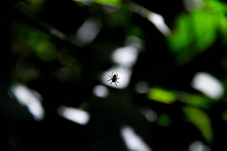 Dark Spider