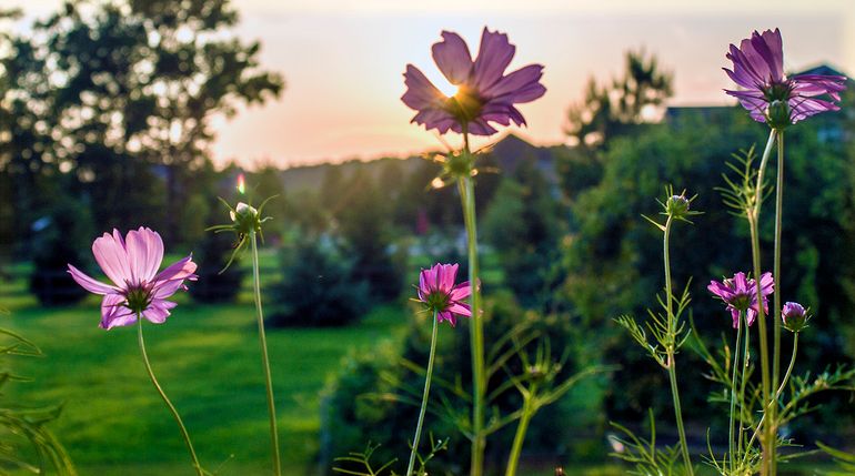 Flowers at sunset