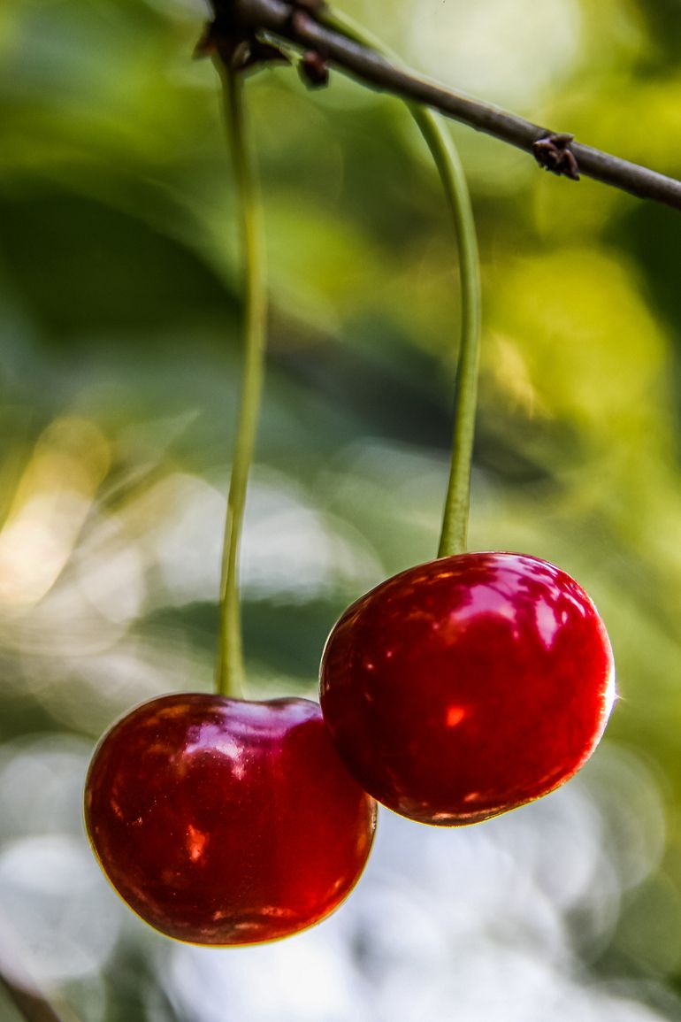 red, ripe and delicious cherries