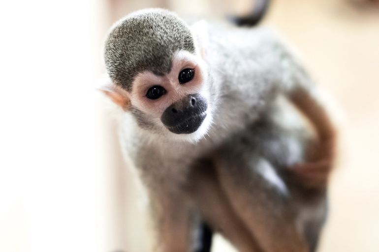 Hello Monkey :)