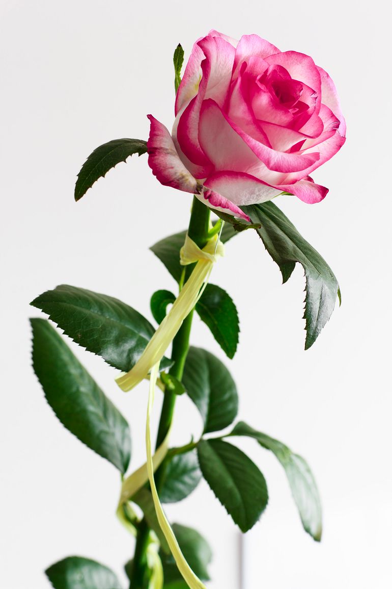 There\'s nothing like a rose!