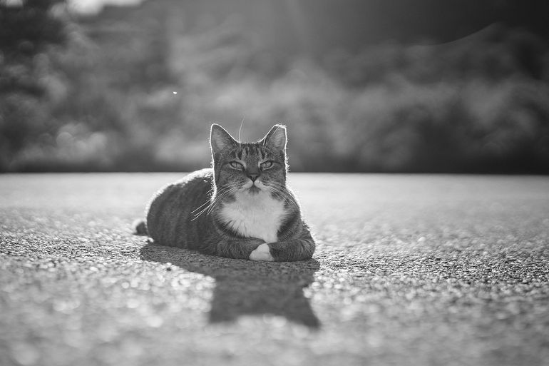 Feral Cat Photo #40