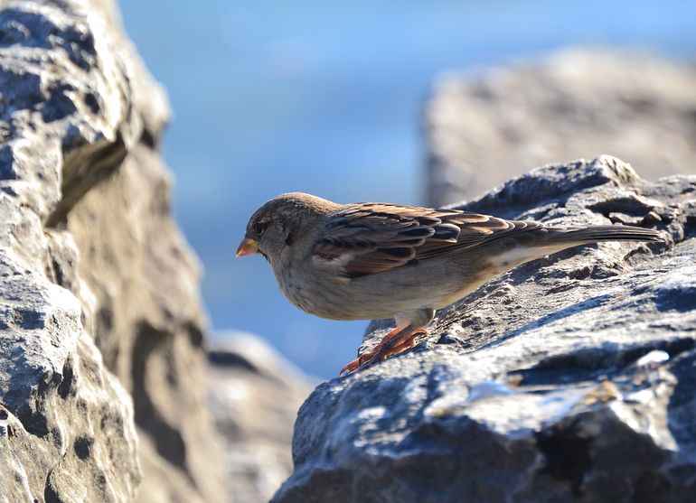 Epic sparrow