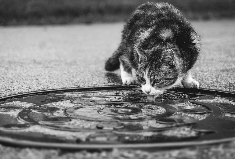 Feral Cat Drinking Rainwater from Manhole Cover