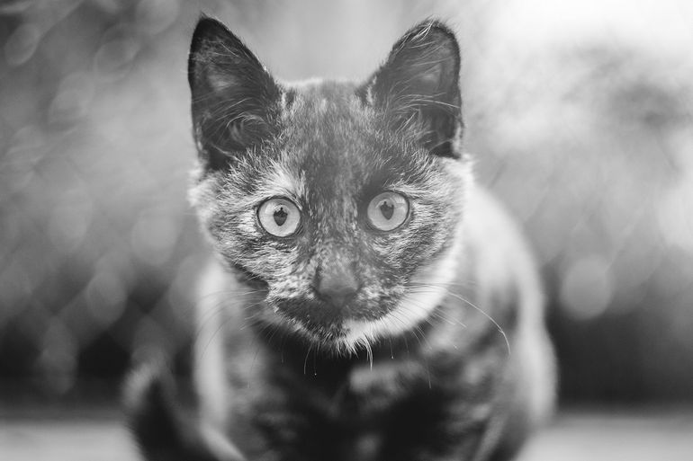 Curious Kitten