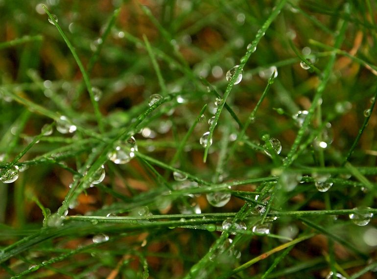 #286 - raindrops on grass