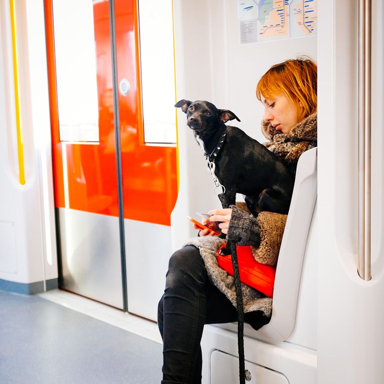 A dog in the metro