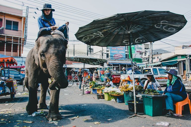 Market Elephant