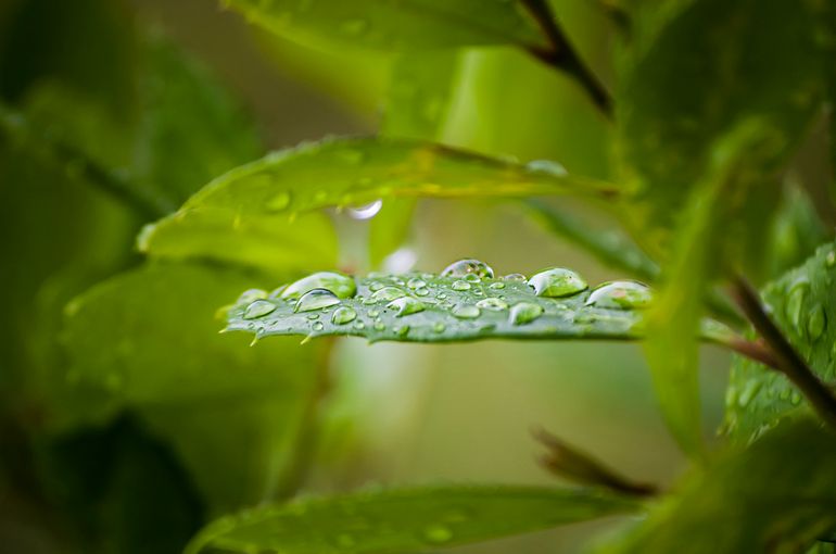 Water drops on a Leaf