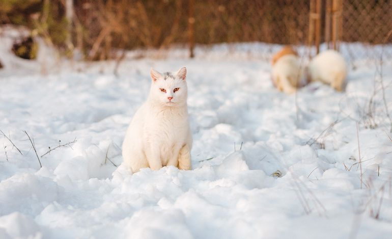 Cats of Winter