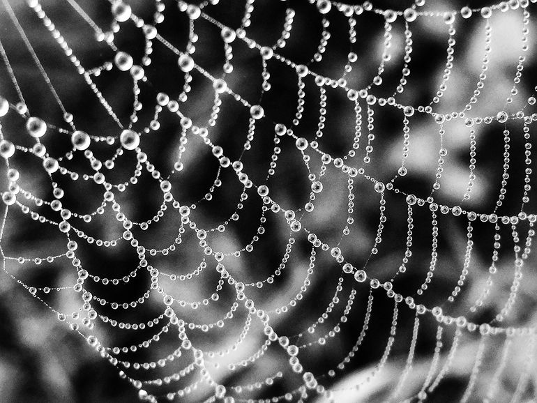 black and white dew #2
