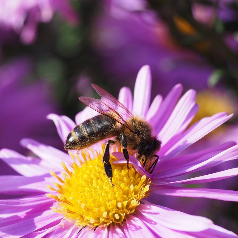 Detail - Honey Bee