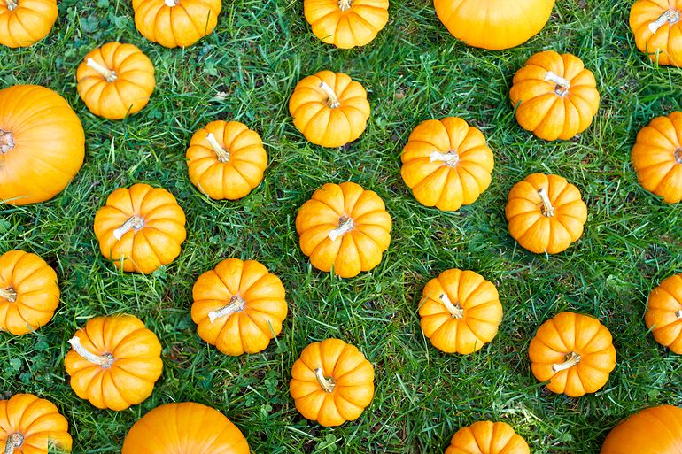 Fresh pumpkins background