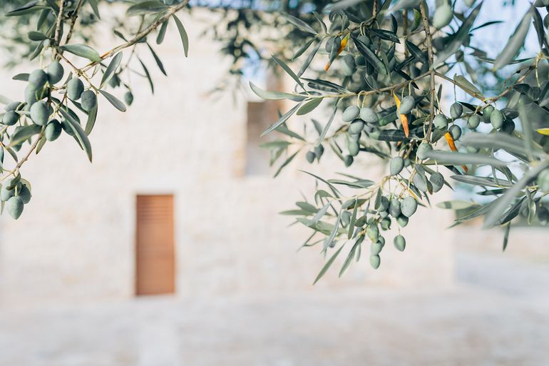 olive&tree