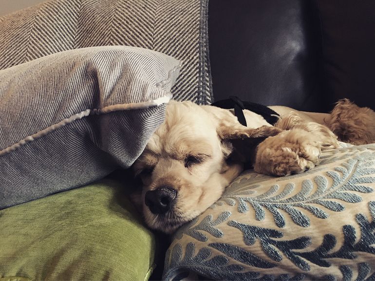 Pillow Pup