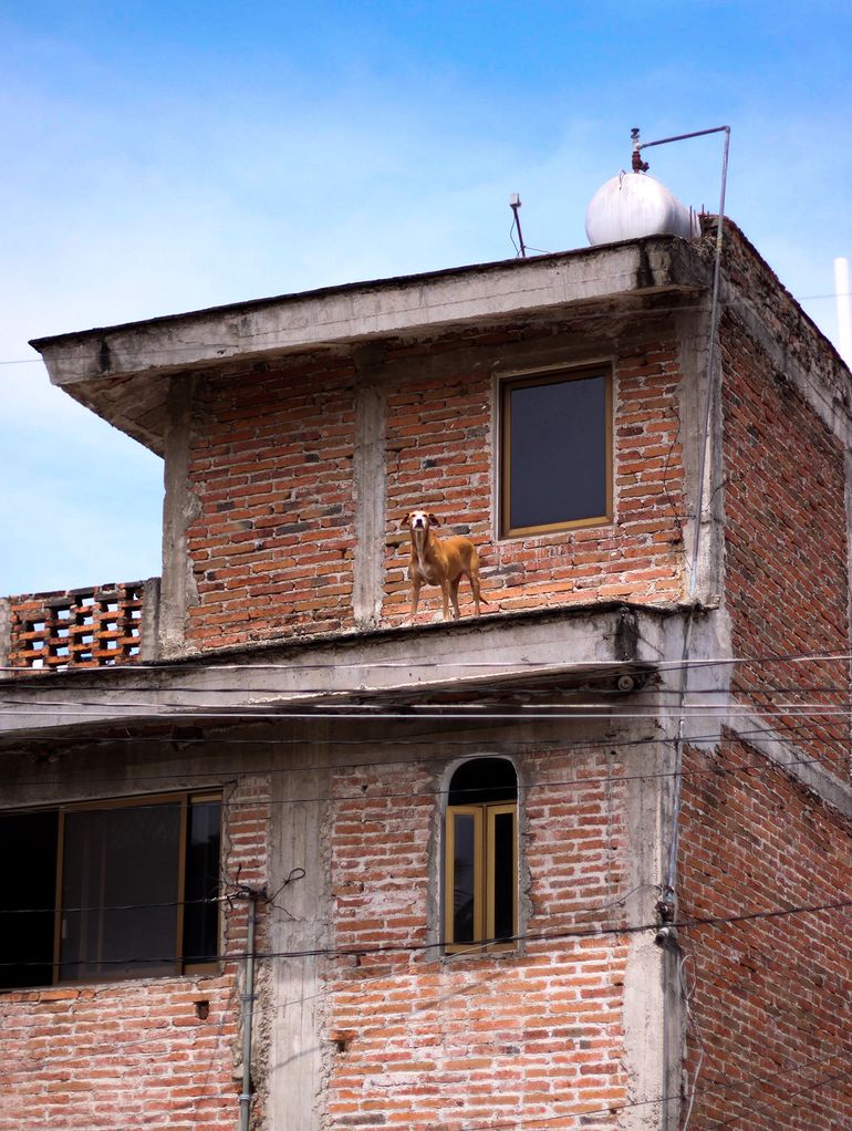 Neighbourhood Watch(dog)