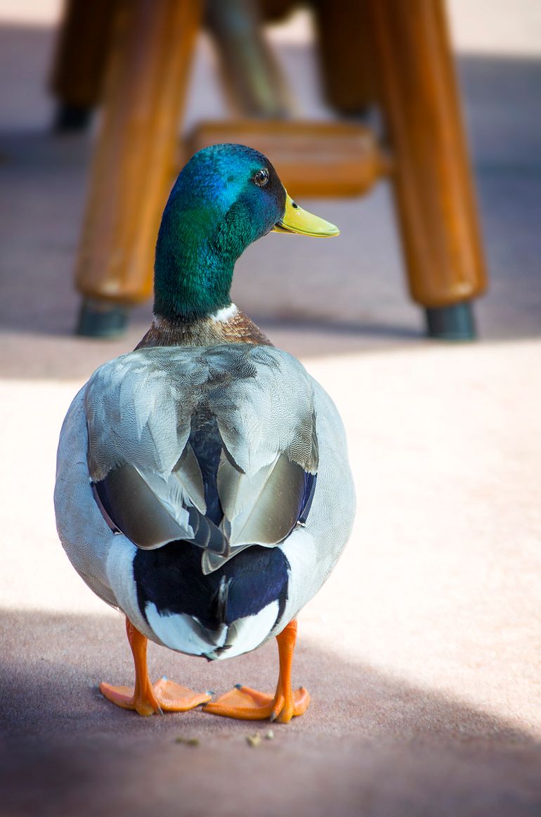 This Duck