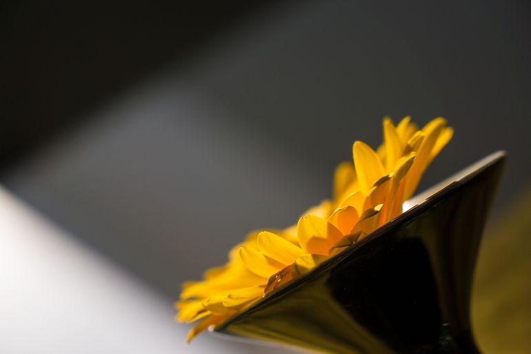 composition with a yellow flower