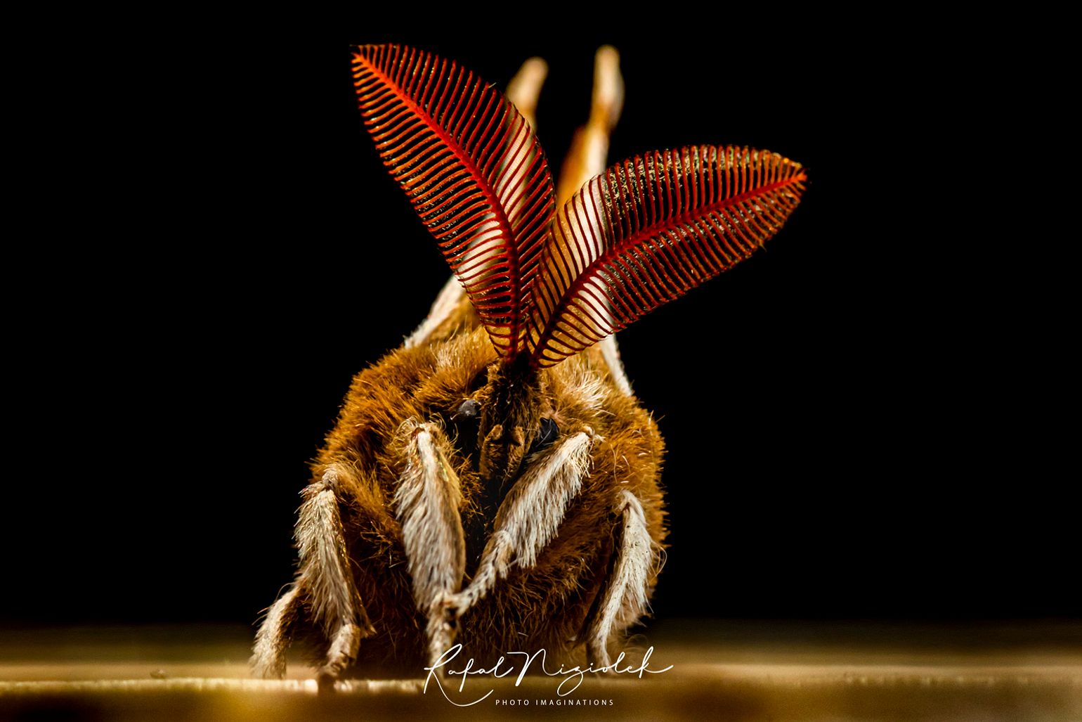 The nightfly Photo by Rafal Tookapic