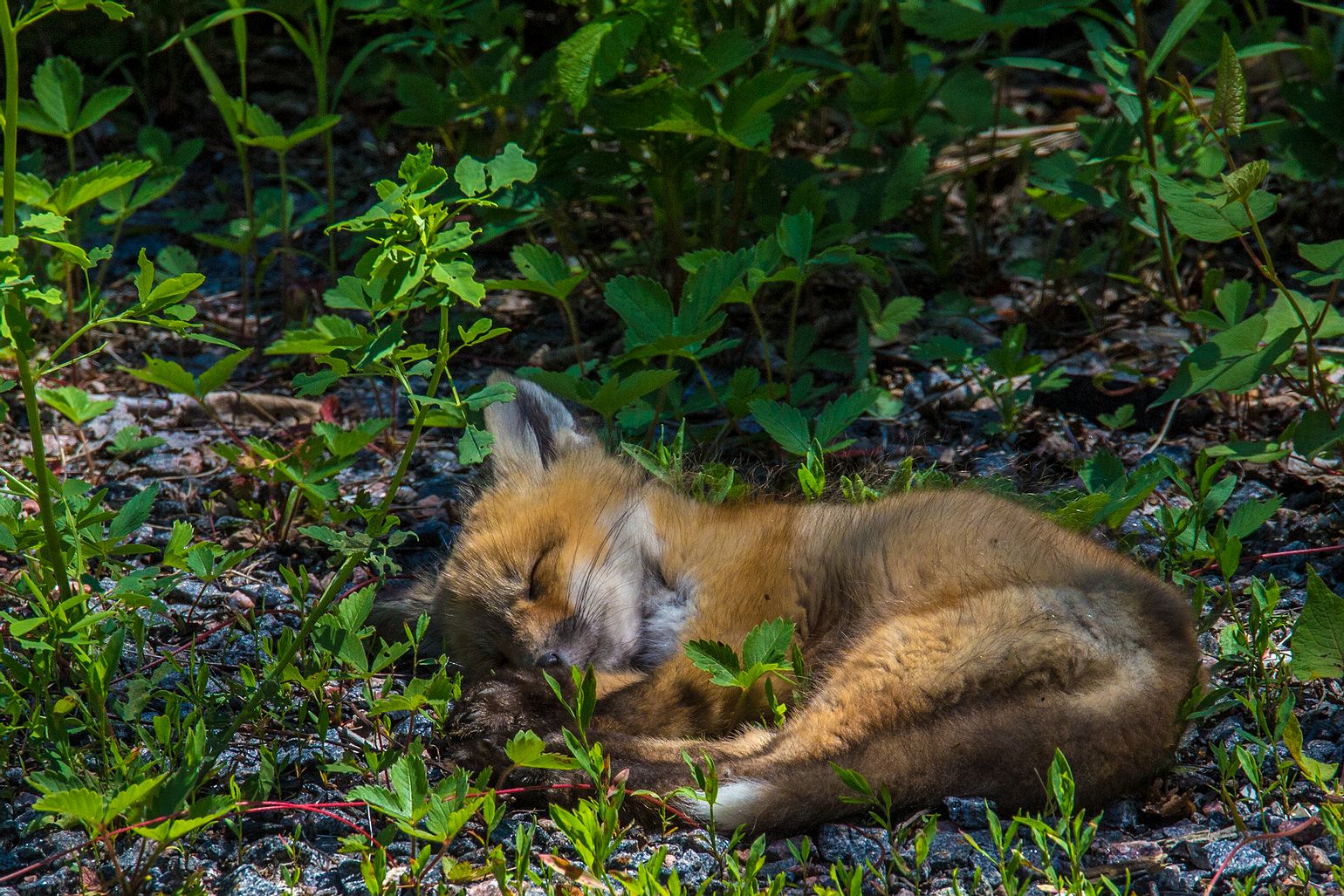 Spring Time Foxes Fox Days of Spring - Photo by Joe Fortin - Tookapic
